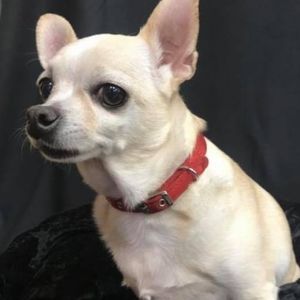 Meet your Posher, Carol